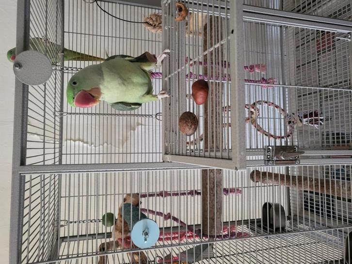 Tekoop grote alexander parkieten, Dieren en Toebehoren, Vogels | Parkieten en Papegaaien, Parkiet, Meerdere dieren, Pratend, Tam