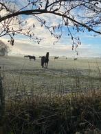 Pension stalling met weidegang aangeboden, 2 of 3 paarden of pony's, Weidegang