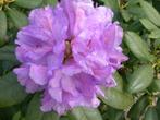 Rhododendrons, Ophalen, Overige soorten, Minder dan 100 cm