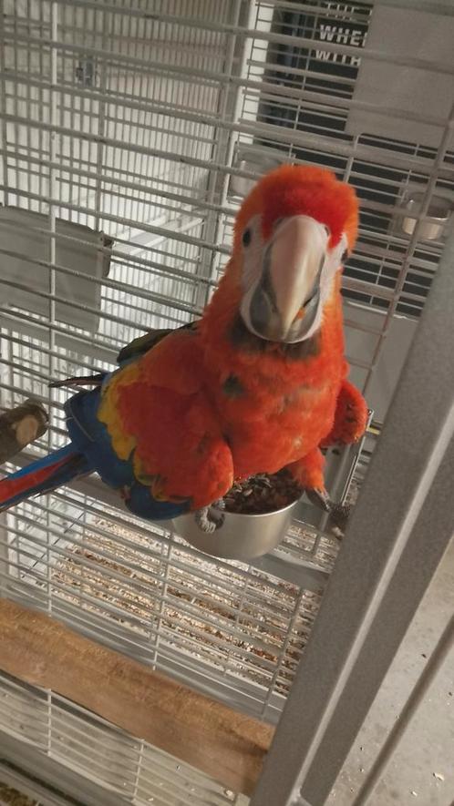 Jonge tamme baby Geelvleugel Ara's met DNA en getest op alle, Dieren en Toebehoren, Vogels | Parkieten en Papegaaien, Papegaai