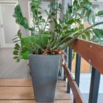 Emerald Palm in zware hoge pot, Huis en Inrichting, Kamerplanten, Ophalen, 100 tot 150 cm, Overige soorten, In pot