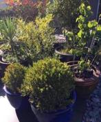Diverse groenblijvende Bio tuinplanten in pot, Overige soorten, Volle zon, Vaste plant, Ophalen of Verzenden