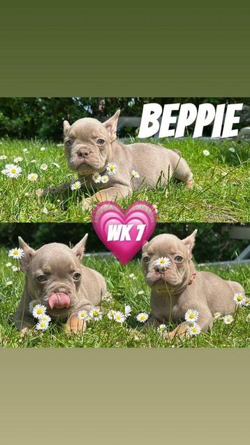Wegens annulering frans bulldog teefje beschikbaar voor biedingen