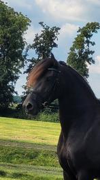 Super lieve brave friese merrie 3jr zadelmak, Dieren en Toebehoren, Paarden, Merrie, Dressuurpaard, Zadelmak, 3 tot 6 jaar