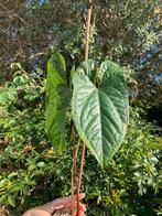 Anthurium sagittatum x luxurians, Huis en Inrichting, Kamerplanten, Ophalen, Overige soorten, Minder dan 100 cm
