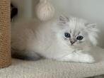 Mooie Britse langhaar (kater), Dieren en Toebehoren, Katten en Kittens | Raskatten | Langhaar, Kater, Gechipt