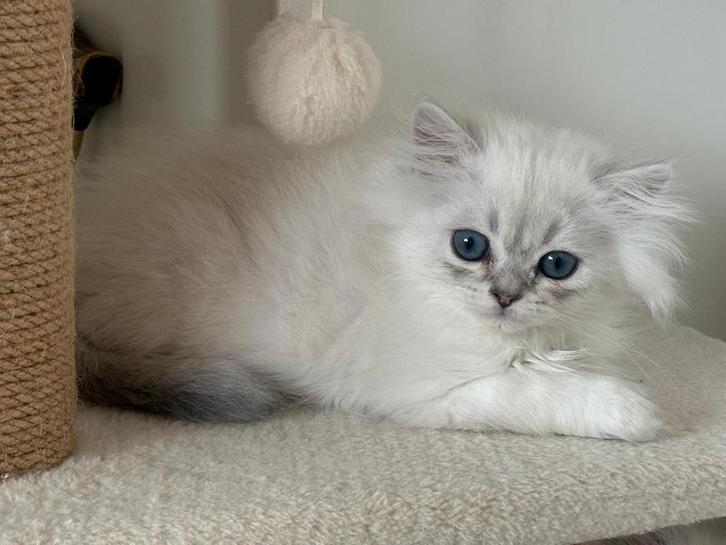 Mooie Britse langhaar (kater), Dieren en Toebehoren, Katten en Kittens | Raskatten | Langhaar, Kater, Gechipt
