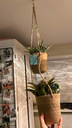 Nep plantjes met hangmant, Huis en Inrichting, Kamerplanten, Overige soorten, Minder dan 100 cm, Bloeiende kamerplant, Ophalen