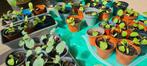 Moestuinplantjes: snijbiet, rode biet, broccoli, aubergine, Tuin en Terras, Volle zon, Groenteplanten, Eenjarig, Ophalen of Verzenden