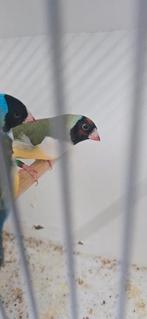 Koppel goulds, Dieren en Toebehoren, Vogels | Overige Vogels, Meerdere dieren, Tropenvogel, Geringd