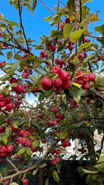 Sierappeltjes - Malus, Ophalen, Lente, Volle zon, Overige soorten