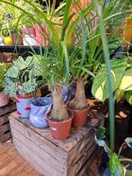 Olifantenpoot (Beaucarnea), Overige soorten, In pot, Minder dan 100 cm, Groene kamerplant