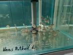 Heros Rotkeil Cichliden, Dieren en Toebehoren, Vissen | Aquariumvissen, Vis, Zoetwatervis