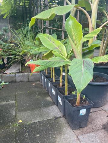 Red tiger bananenplant beschikbaar voor biedingen