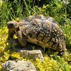 Stigmochelys pardalis ~ Leopard Tortoise ~ Panterschildpad, Dieren en Toebehoren, Schildpad, 7 tot 10 jaar