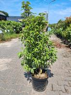 Prunus lusitanica angustifolia 100 cm hoog! Portugese laurie, Ophalen of Verzenden, Laurier, Struik, Minder dan 100 cm