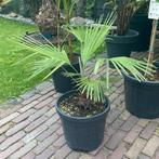 Mooie 100% zuivere Princeps palm, palmboom, Tuin en Terras, Planten | Bomen, Minder dan 100 cm, Palmboom, Ophalen, Volle zon