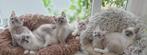 Ragdoll kittens met stamboom, Dieren en Toebehoren, Meerdere dieren, Gechipt, 0 tot 2 jaar
