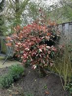 Heester Glansmispel/Photinia raberi, Overige soorten, Ophalen