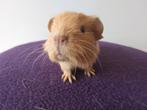 Diverse cavia's, Dieren en Toebehoren, Knaagdieren, Cavia, Mannelijk, December, Tam