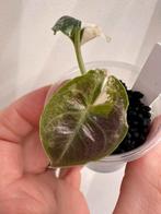 Alocasia azlanii albo variegata, Huis en Inrichting, Kamerplanten, Ophalen of Verzenden, Halfschaduw, Minder dan 100 cm