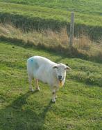 Drachtig schapen schaap Nolana vleessoort, Dieren en Toebehoren, Schapen, Geiten en Varkens, Vrouwelijk, Schaap