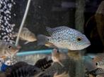 Green texas cichlide, Dieren en Toebehoren, Vissen | Aquariumvissen, Vis, Zoetwatervis