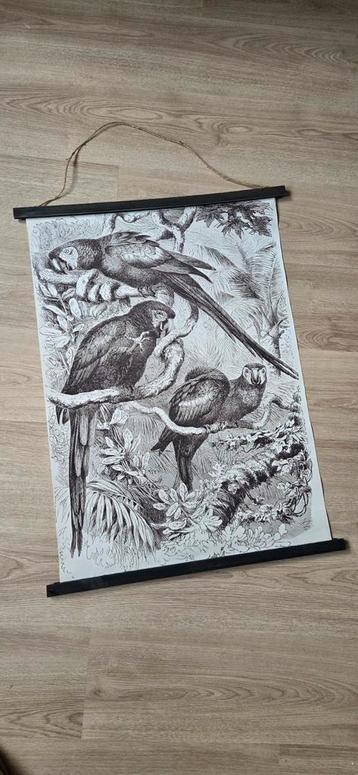 Vintage Papegaaien Print beschikbaar voor biedingen