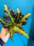 Begonia Lion Dance, Lime Fever en Silver Dollar, Huis en Inrichting, Kamerplanten, Ophalen of Verzenden, Halfschaduw, Minder dan 100 cm