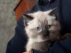 Kittens kruising ragdoll x ragdoll/europeese korthaar, Dieren en Toebehoren, Katten en Kittens | Overige Katten, Meerdere dieren