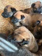 Mechelse herder pups – mogen weg bij 8 weken, Dieren en Toebehoren, Honden | Herdershonden en Veedrijvers, Rabiës (hondsdolheid)