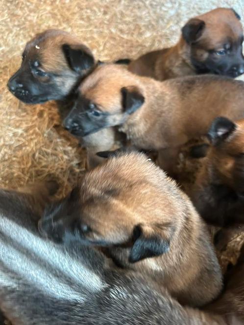 Mechelse herder pups – mogen weg bij 8 weken, Dieren en Toebehoren, Honden | Herdershonden en Veedrijvers, Meerdere dieren, Herder