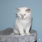 Ragdoll katertje Lilac mitted point met stamboom, Dieren en Toebehoren, Katten en Kittens | Raskatten | Langhaar, Kater, Gechipt