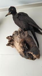 Zwarte opgezette specht, Ophalen of Verzenden, Vogel, Opgezet dier