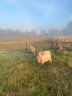 Drents Heideschaap rammen, te huur of te koop, Dieren en Toebehoren, Mannelijk, Schaap