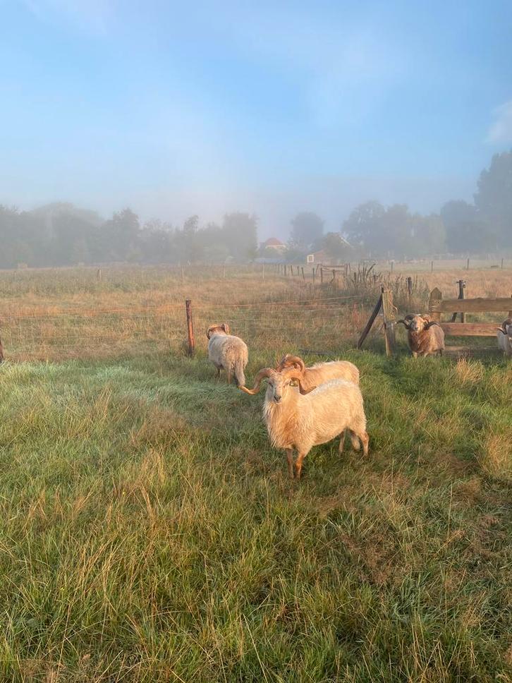 Drents Heideschaap rammen, te huur of te koop, Dieren en Toebehoren, Schapen, Geiten en Varkens, Schaap, Mannelijk