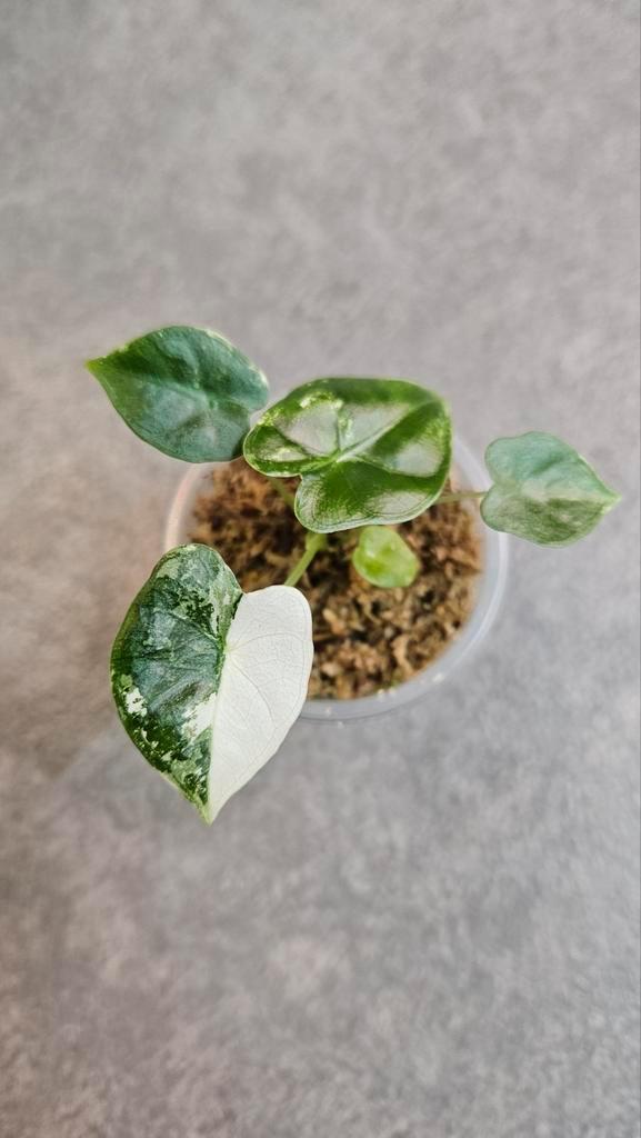 Alocasia Frydek Variegata, Huis en Inrichting, Kamerplanten, Minder dan 100 cm, Halfschaduw, Ophalen of Verzenden