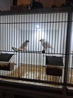 Isabel rijstvogels, Dieren en Toebehoren, Tropenvogel