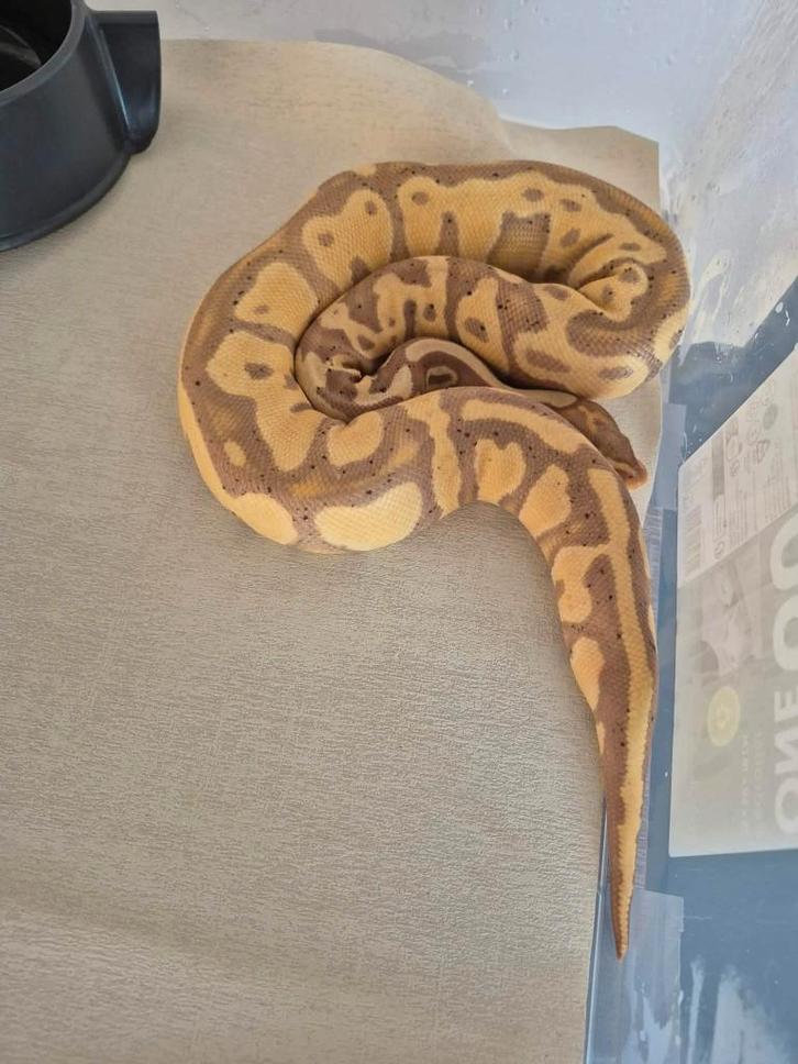 3 ball python 2 vrouwe 1 man te ruil of te koop, Dieren en Toebehoren, Reptielen en Amfibieën, Slang, 0 tot 2 jaar, Tam