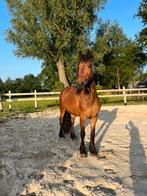 3 jarige kwpn x fries, Minder dan 160 cm, Dressuurpaard, 3 tot 6 jaar, Onbeleerd