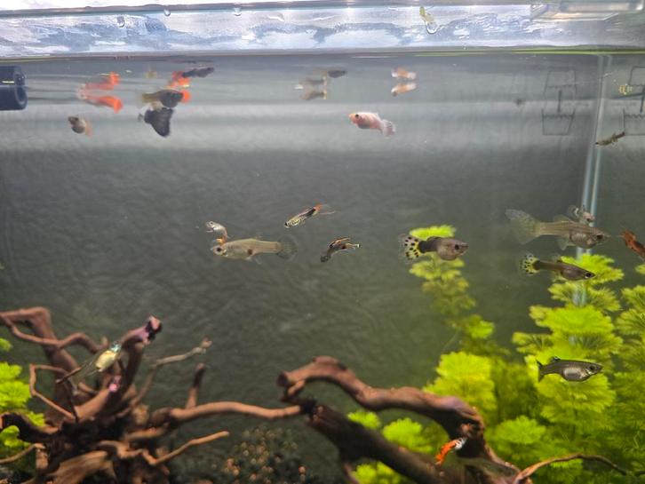 Veel te veel guppen!, Dieren en Toebehoren, Vissen | Aquariumvissen, Vis