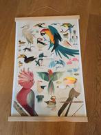 Vogel poster, Verzamelen, Posters, Nieuw, Dier of Natuur, Ophalen of Verzenden, A1 t/m A3