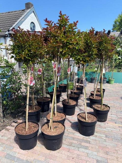 uwtuinleverancier Adolf Hof voor al uw tuinplanten, Tuin en Terras, Planten | Struiken en Hagen, Overige soorten, Minder dan 100 cm