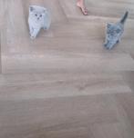 Britse korthaar kittens, Meerdere dieren, Ontwormd, 0 tot 2 jaar