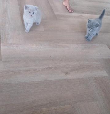 Britse korthaar kittens beschikbaar voor biedingen
