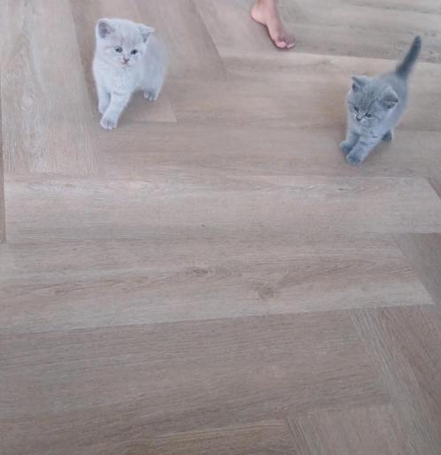 Britse korthaar kittens, Dieren en Toebehoren, Katten en Kittens | Raskatten | Korthaar, Meerdere dieren, 0 tot 2 jaar, Ontwormd