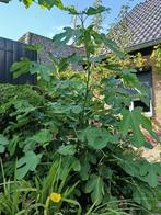 Een mooi sterke vijgenboom vol fruit 1m50cm hoog, Ophalen, 100 tot 250 cm, Volle zon, Vijgenboom