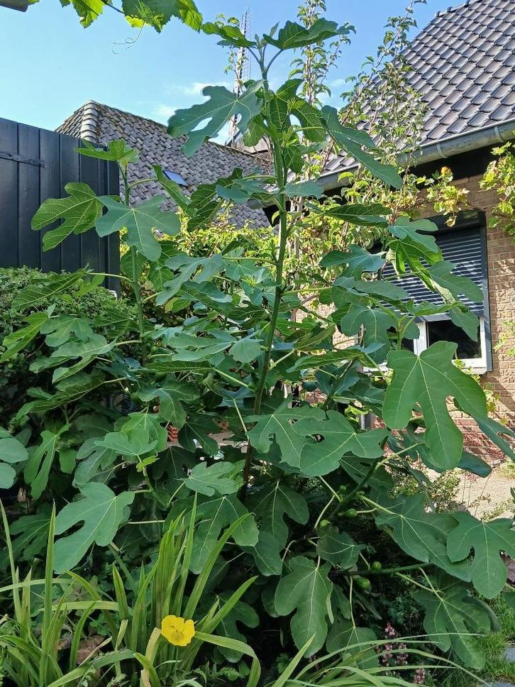 Een mooi sterke vijgenboom vol fruit 1m50cm hoog, Tuin en Terras, Planten | Fruitbomen, Vijgenboom, 100 tot 250 cm, Volle zon