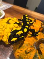 LEGO Salamander geel zwart bouwblokken, Ophalen of Verzenden, Zo goed als nieuw
