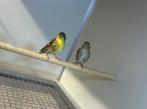Europese sijs sijzen, Dieren en Toebehoren, Meerdere dieren, Wildzangvogel, Geringd